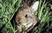 Woon konijnen in gaten in de grond?