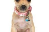 Vlo behandelingen voor een Teacup Chihuahua Puppy
