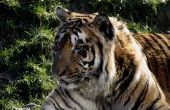 De rol van tijgers in het ecosysteem