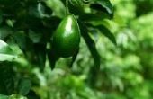 How to Get Rid van Persea mijten op een jonge Avocado boom