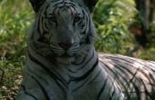 Wat zijn de drie kenmerken van de witte tijger?
