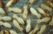 Wat de termieten Look Like?