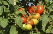 Het gebruik van diatomeeënaarde voor tomaten