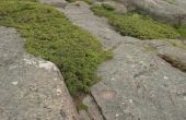 How to Grow Moss op een steen