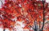 Informatie over rode zonsondergang Maple bomen