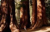 Dagtochten naar Sequoia National Forest