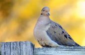 Hoe om te voorkomen dat vogels zitstokken op uw houten hek