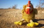 How to Raise leggen kippen in de woestijn