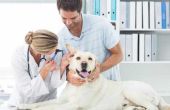 How to Cure schimmelinfectie van de huid bij honden