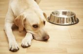 Kan een hond krijgen voedselvergiftiging van het eten van rauw varkensvlees?
