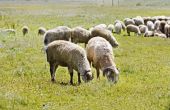 Het gebruik van de staaf & het personeel in het schapen hoeden