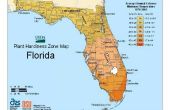 How to Grow basilicum in Florida