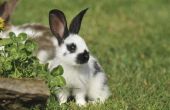 Tijdelijke verlichting van ademhalingsproblemen bij konijnen