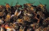 Hoe om te doden van bijen afkomstig uit de grond