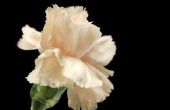 Betekenis van witte Carnation bloemen