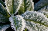 How to Take Care van buiten planten bij koud weer