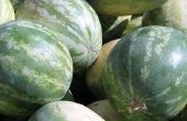 How to Grow Ice Box watermeloenen