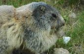 Het gebruik van glycerine to Get Rid van Groundhogs