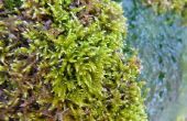 De verschillen tussen mos en algen