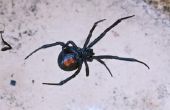 10 meest giftige spinnen