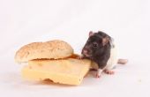 Hoe om te doden een Rat met pindakaas