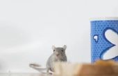 Hoe om te verhinderen dat muizen eten door middel van elektrische bedrading