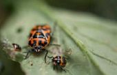 How to Control Harlequin Bugs