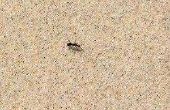 How to Get Rid van zand mieren
