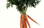 How to Grow wortelen met behulp van Aeroponics