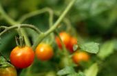 Wanneer Plant tomaten in Utah?