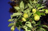Het oplossen van Pear Tree ziekte van bladeren