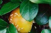 Biologische anti-schimmel plantaardige Spray