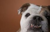 Hoe borstel tanden van een hond zonder tandpasta