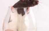 Hoe geef je rat een plezierige bad