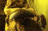 How to Kill kakkerlakken met azijn & kokosolie