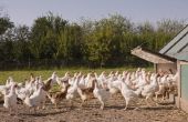Het starten van een organische kippenboerderij