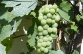 How to Grow Muscadine druiven uit zaad