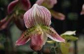 Delen van een orchidee Plant