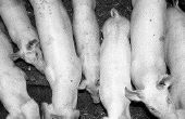 Hoe te voegen melkvervangers aan een Show Pig's dieet