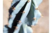 Delen van een Cactus