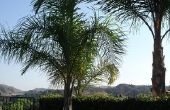 Palm Tree bladeren sterven in de Winter?