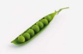 Vorst schade Pea planten?