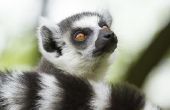 Hoe vindt u een huisdier Lemur