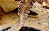 Wat Is een slangenbezweerder?