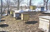 Hoe te schilderen van Bee-Hives