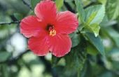 Wat Is de structuur van de Hibiscus bloemen?