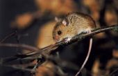 How to Keep muizen uit de koker werk en Crawl ruimten