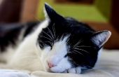Zijn vlo kragen veilig voor katten?