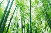 Hoe te knippen van bamboe