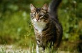 Wat zijn de oorzaken van verhoogde eosinofielen in een kat?